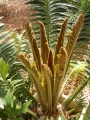 Encephalartos sclavoi, Bronze emergent leaf form.
