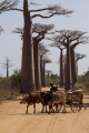 The magnificent avenue of Adansonia grandidieri baobab trees near Morondava.