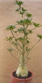 Dorstenia gigas 85 cm high and 16 cm caudex.