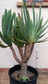 Aloe plicatilis 34 years old.