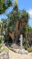 Nolina stricta. Tree-like habitat at le jardin exotique de Monaco