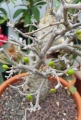 Operculicarya pachypus (immature fruits).