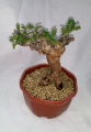 Boswellia sacra bonsai