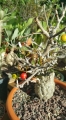 Operculicarya pachypus (ripe fruit).