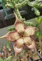 Edithcolea grandis From Las Anod lake (pale flowered form)