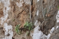 Aloe squarrosa growing on limestone cliffs at Socotra.
