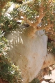Dorstenia gigas in habitat at Socotra.