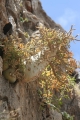 Dorstenia gigas in habitat at Socotra.