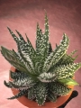 Aloe humilis clone with big spines.