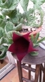 Stapelia leendertziae f. cristata. The flowers develops only in normal stems (not crested).