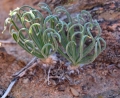 Albuca spiralis in habitat, South Africa.