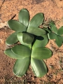 Brunsvigia bosmaniae in Habitat, South Africa.
