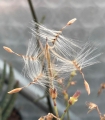 Pelargonium carnosum seeds.