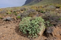 Euphorbia balsamifera, winter habit near Tenerife, Canary Islands, Spain, 14 February 2018.