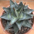 Agave pumila (A still compact 20 years old specimen)
