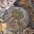 Euphorbia symmetrica a female specimen.
