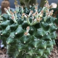 Euphorbia gymnocalycioides with developing fuits.