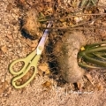 Big Dorstenia zanzibarica more than 20 cm