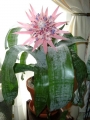 Aechmea fasciata. Urn plant or Silver Vase.