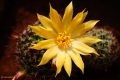 Mamillaria balsasoides. Closeup of the yellow flower