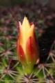 Mamillaria balsasoides. Pre-stage flower bud.