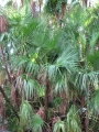 Tree at Green Cay Wetlands, Florida. September 25, 2009.