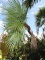 Tree at Green Cay Wetlands Boynton Beach, Florida. September 25, 2009.