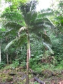 Habit at Keanae Arboretum, Maui. February 16, 2012.