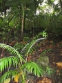 Sapling at Keanae Arboretum, Maui. February 16, 2012.