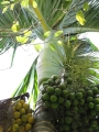 Fruit and sheath at Iao Tropical Gardens of Maui, Maui. May 22, 2012