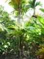 Habit at Iao Tropical Gardens of Maui, Maui. May 22, 2012.