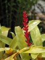 Flowering habit at Kula Botanical Garden, Maui, Hawaii (USA). March 07, 2011.