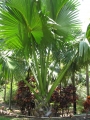 Giant habit at Iao Tropical Gardens of Maui, Maui, Hawaii (USA). May 22, 2012.