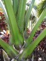 Armed stems at Iao Tropical Gardens of Maui, Maui, Hawaii (USA). May 22, 2012.