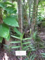 Trunk and sign at Iao Tropical Gardens of Maui, Maui, Hawaii (USA). May 22, 2012.