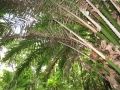 Fronds and armed stems at Keanae Arboretum, Maui, Hawaii (USA). February 16, 2012.