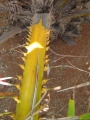 Thorns on stems at USDA Plant Materials Center, Molokai, Hawaii (USA). July 02, 2012.