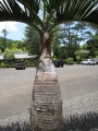 Trunk at Iao Tropical Gardens of Maui, Maui, Hawaii (USA). May 22, 2012.