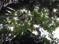 Canopy at Keanae Arboretum, Maui, Hawaii (USA). February 16, 2012.
