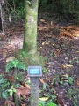 Trunk and sign at Keanae Arboretum, Maui, Hawaii (USA). February 16, 2012.