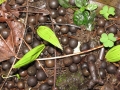 Fruit on ground germinating at Keanae Arboretum, Maui, Hawaii (USA). February 16, 2012.