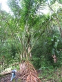 Habit with Forest Starr at Keanae Arboretum, Maui, Hawaii (USA). February 16, 2012.