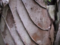 Spiny ridges at Keanae Arboretum, Maui, Hawaii (USA). February 16, 2012.