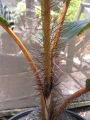 Spiny stem at Iao Tropical Gardens of Maui, Maui, Hawaii (USA). May 22, 2012.