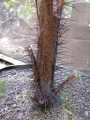 Spiny stem at Iao Tropical Gardens of Maui, Maui, Hawaii (USA). May 22, 2012.