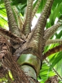 Crown with spines at Iao Tropical Gardens of Maui, Maui, Hawaii (USA). May 22, 2012.