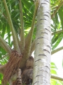 Trunk and spiny stems at Iao Tropical Gardens of Maui, Maui, Hawaii (USA). May 22, 2012.
