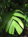 Leaves at Keanae Arboretum, Maui, Hawaii (USA). February 16, 2012.