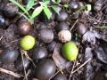 Fruit on ground at Keanae Arboretum, Maui, (USA). February 16, 2012.