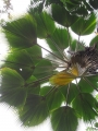 Canopy fronds at Keanae Arboretum, Maui, Hawaii (USA). February 16, 2012.